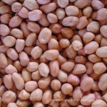 Export Good Quality Fresh Chinese Peanut Kernals